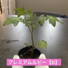 プレミアムルビー【D】