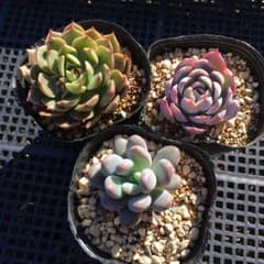 *多肉植物*　オリビア　すみれ牡丹　フーケリー　3苗セットのサムネイル