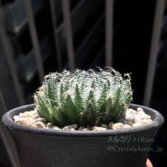 日曜まで！1週間限定出品】 ハオルチア スウェイ H. 'Sway' 多肉植物