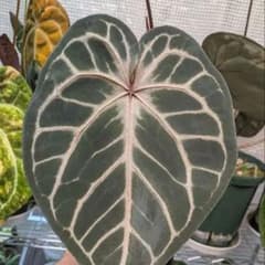 Haji Ulihタグ付き 花芽 アンスリウムKOS xRC Haji Ulihタグ付き 花芽 アンスリウムKOS xRC - メルカリ