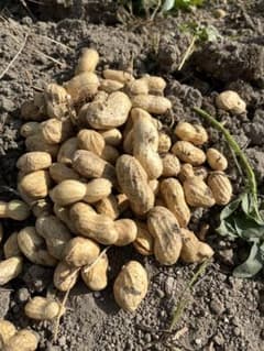 おおまさり　3kg （箱の重さ除く）ジャンボ落花生　抜きたて　当日発送のサムネイル