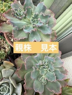 多肉植物　プリンセスパール　抜き苗のサムネイル