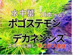 ポゴステモン・デカネンシス 10本 + αのサムネイル