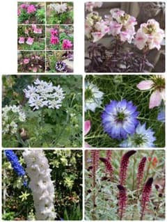 秋蒔き 6種花のタネ 150粒は入りますのサムネイル