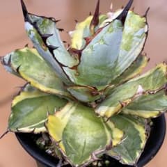 アガベ ブラック&ブルー 錦 BB 子株 - メルカリ