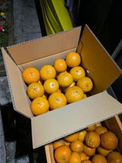 たんかん 5k箱入り無農薬のサムネイル