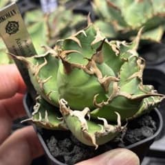 アガベ オテロイ アリゾナアンビションArizona Ambition 胴切天芽 アガベ オテロイ アリゾナアンビションArizona Ambition 胴切天芽