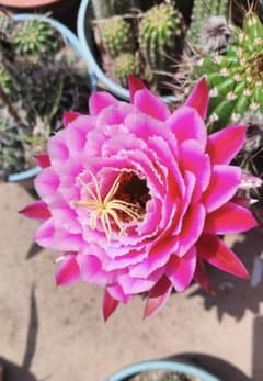 山*ん様 七仙女 花サボテン 柱サボテン カキコ 花サイズ18-20cm 大輪咲