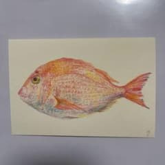 色鉛筆画　手描き原画　ポストカード　鯛　イラストのサムネイル