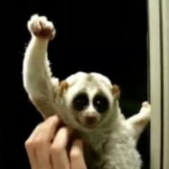 とら様専用のサムネイル