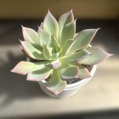 ひなまつり　ミックスベリア　2のサムネイル