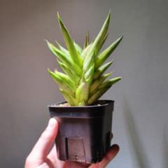 サンスベリア パゴダ 斑入り レア 中株 鉢ごと - メルカリ