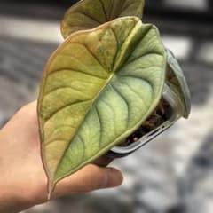 熱帯植物 アンスリウム SKG シルバー 超ラメ脈 | Faites vos achats