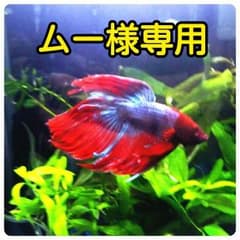 ムー様専用のサムネイル