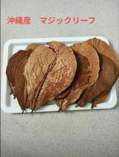 沖縄県産 マジックリーフ 60g UV照射処理品 枚数約20枚 - メルカリ