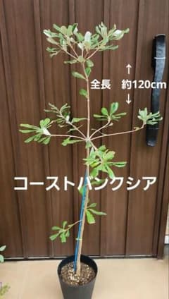コーストバンクシア 鉢植え 苗 苗木 オージープランツ ドライガーデン