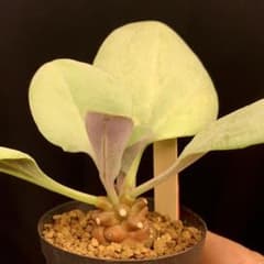 実生塊根！ オトンナ ヘレー 多肉植物 塊根植物 実生 - メルカリ