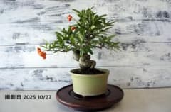 盆栽 『ピラカンサ』 インテリア 観葉植物 ガーデニング 送料無料 b033 盆栽 『ピラカンサ』 インテリア 観葉植物 ガーデニング 送料無料 b033