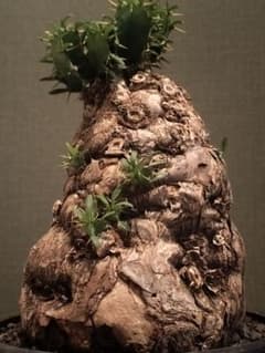 ムランジーナ ユーフォルビア 発根済 検)カタフ パキプス コミフォラ