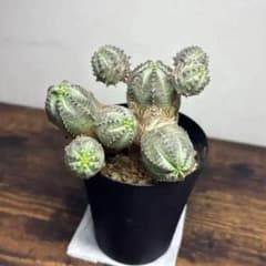 ユーフォルビア オベサ・ブロウ　木質化　多肉植物のサムネイル