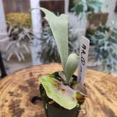 P.willinckii '月光爪哇' OC 子株③ - メルカリ