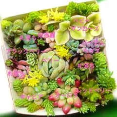 多肉植物カット苗寄せ植えセット （6.5㌢×6㌢）のサムネイル
