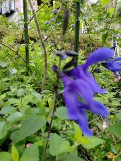 メドーセージ サルビア ガラニチカ 花苗1株のサムネイル