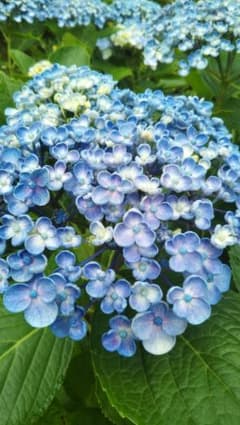 紫陽花アジサイ　渦あじさい　おたふく　挿し木苗のサムネイル