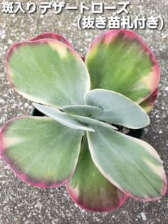 多肉植物 斑入り デザートローズ 唐印錦 〔抜き苗・札付きのサムネイル