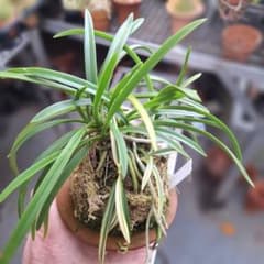 富貴蘭 本性 織姫最上柄子付き大株立ち - メルカリ