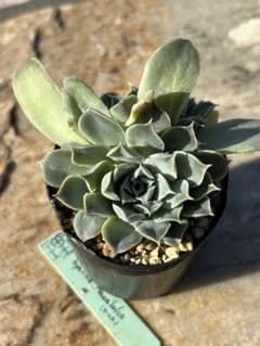 多肉植物　ヒアリナアウアルルコのサムネイル