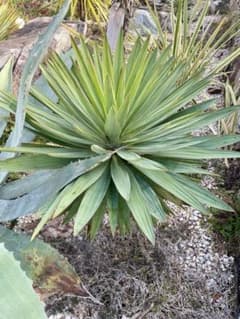 ユッカ グロリオサ 幹立ち - メルカリ