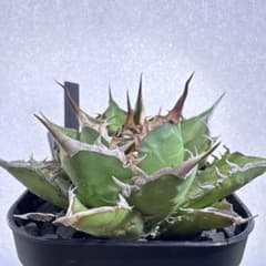 アガベ チタノタ ハデス 黒帝斯 観葉植物 多肉植物のサムネイル
