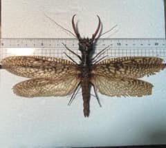 m96797831379_1.jpg?1730706609