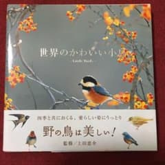 世界のかわいい小鳥のサムネイル