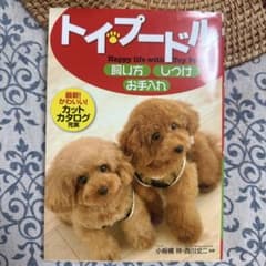 トイ・プードル飼い方・しつけ・お手入れのサムネイル