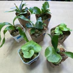 ビカクシダ 7株セット - メルカリ