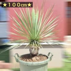 ☆100cm 発根済☆ ユッカ ロストラータ ブルーサンダー - メルカリ