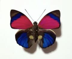 蝶標本 アグリアス・クラウディナ・サルダナパルス NO.1 - メルカリ