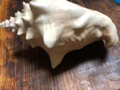 貝殻 インテリア オブジェのサムネイル