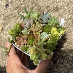 多肉植物　寄せ植えセットのサムネイル