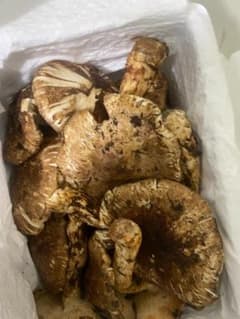 新鮮な松茸 1kgのサムネイル