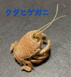 クダヒゲガニ 標本 約5cm カニ　乾燥標本　甲殻類 m96815355306_1.jpg?1742864420