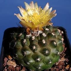 【種子】Copiapoa Humilis◆コピアポア・フミリス