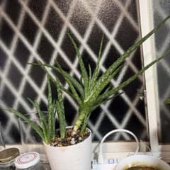 アロエベラ　子株　２本セット 抜き苗で発送　無農薬　食べれますのサムネイル