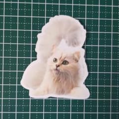 방수 스티커 ☆ 고양이 ☆ [신품] ☆ 씰 ☆ 흰 고양이 ☆ 한가로이 ☆ N509