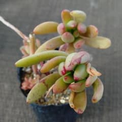 乙女心×penduliflora,YutaninoOaxaca多肉植物抜き苗うに - メルカリ