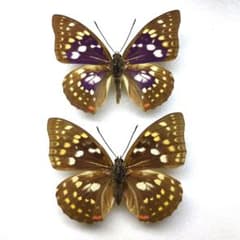 m96829570513_1.jpg?1766478507