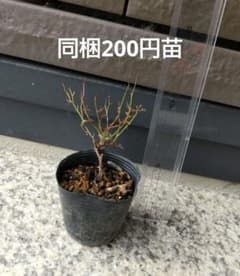 マイクロミニバラ 追跡あり 黒ポットのまま - メルカリ