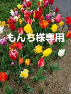 もんち様専用のサムネイル